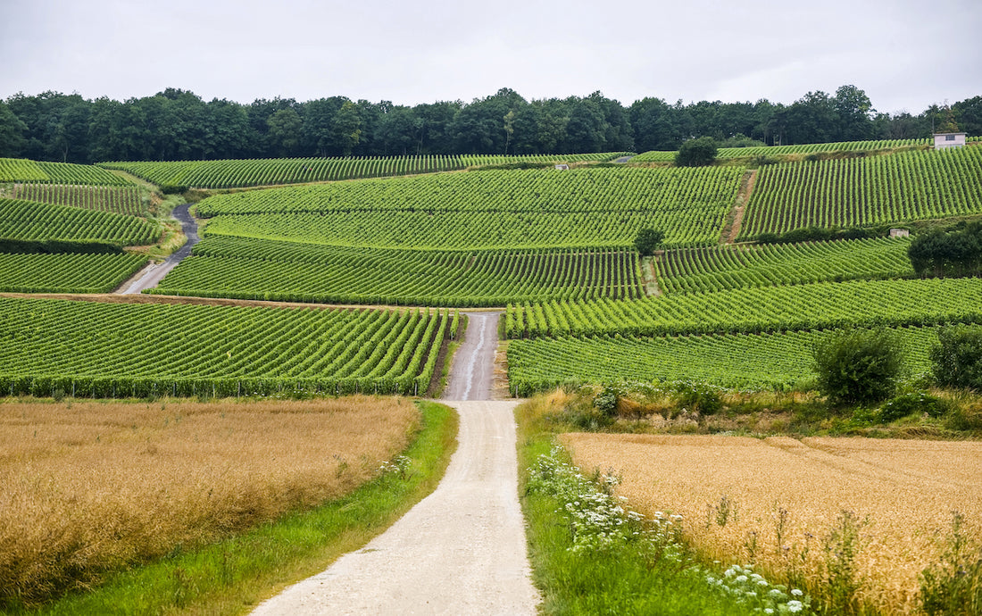 L'UNESCO conquis par la Champagne et la Bourgogne