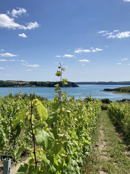 Du vin en Bretagne ? Rencontre avec Édouard Cazals, vigneron des Longues Vignes