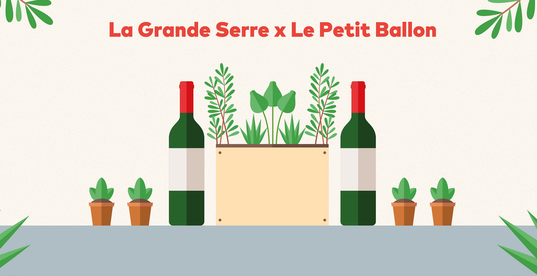 5 astuces pour amateurs de bonnes bouteilles et de belles plantes