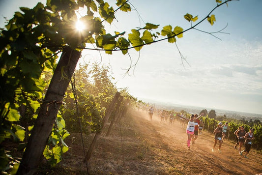 Top 7 des courses réservées aux amateurs de vin