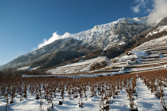 Les vins d'hiver