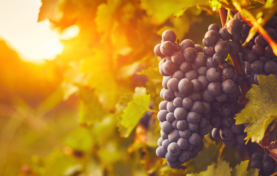 Tour de France des cépages : découvrez les raisins derrière vos vins préférés