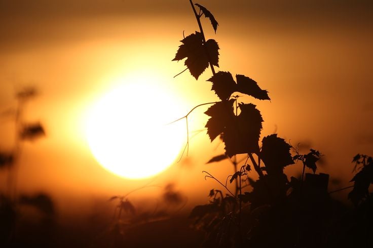 Et si le cycle lunaire influençait le goût du vin ?