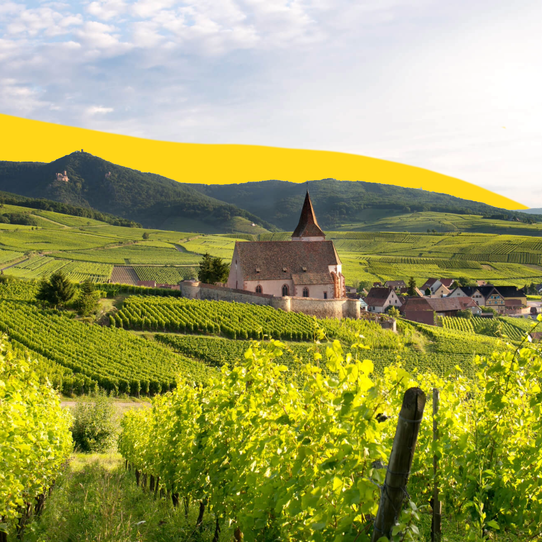 Nos blancs d'Alsace