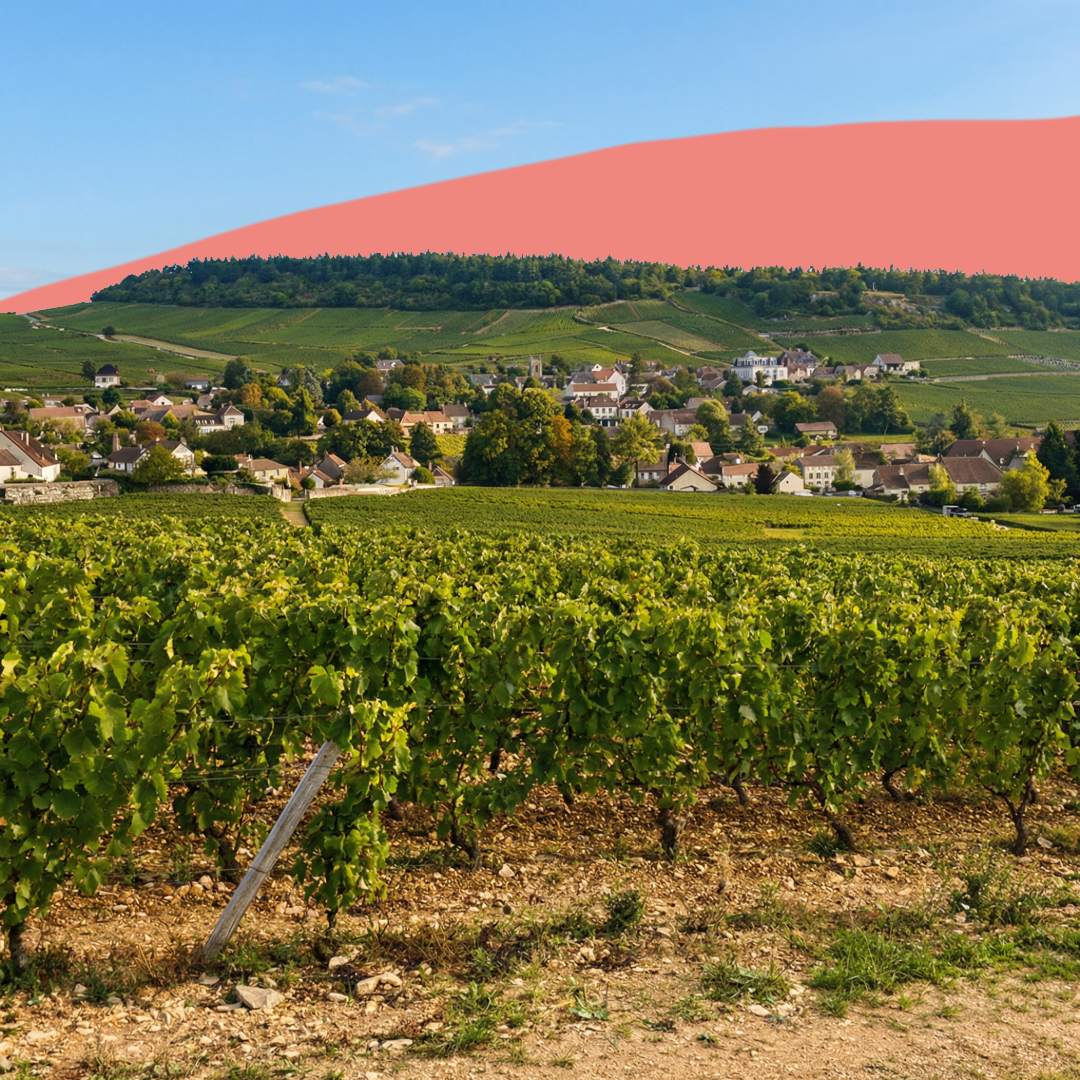 Nos rouges de Bourgogne