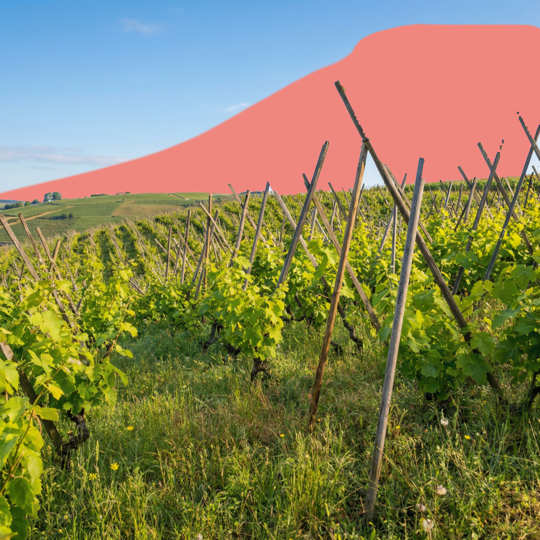 Nos rouges du Rhône