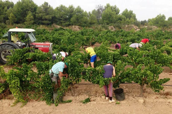 Altavins Viticultors