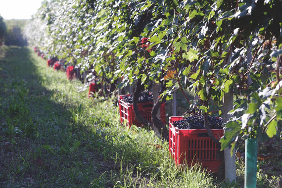 Barbera aus Alba