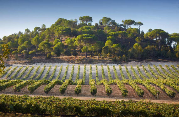 Weingüter Vega Sicilia