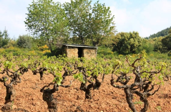 Weingüter und Weinberge Mengoba