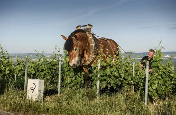 Champagner Billecart Salmon