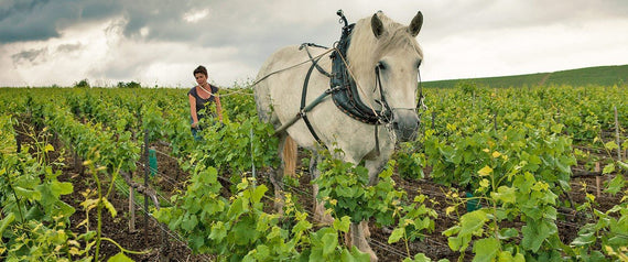 Champagner Louis Roederer