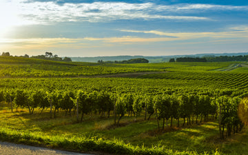 Château Bertineau Saint-Vincent
