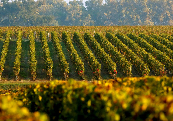 Château Jean Gervais