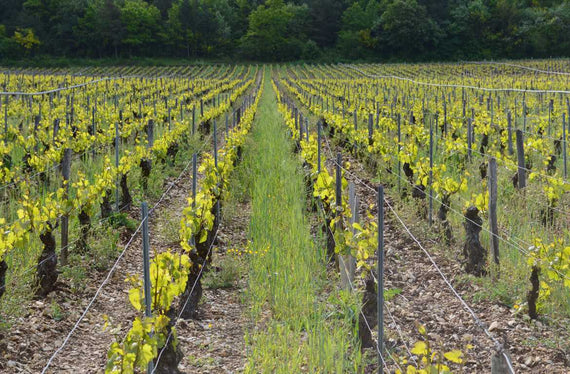 Dauvissat Jean Père et Fils