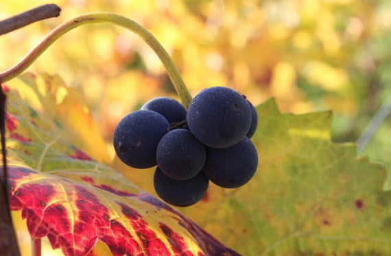 Weingut Alain Michelot
