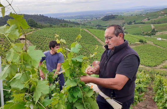Weingut Bourdon