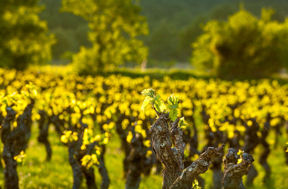 Weingut Champ des Murailles