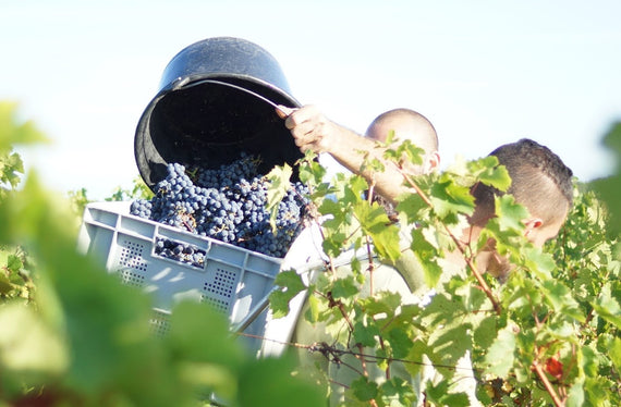 Weingut Charles Joguet
