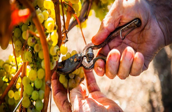 Weingut Domaine de Chinière