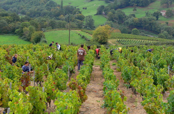 Weingut Domaine de la Pierre des Dames