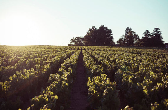 Weingut Domaine de la Pirolette