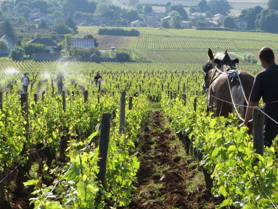 Weingut Domaine de la Soufrandière
