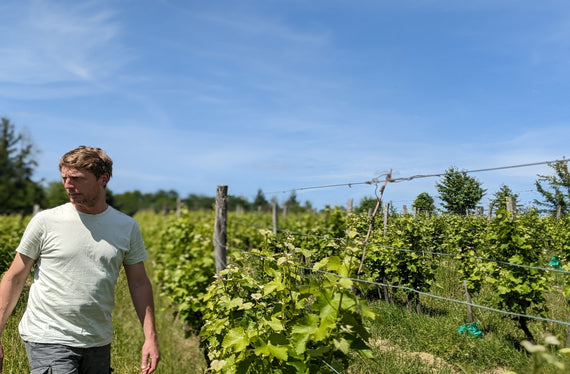 Weingut Domaine de Pajot