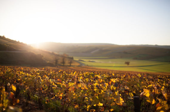 Domaine de Terres Blanches
