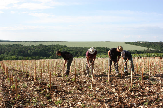 Weingut Domaine de Vauroux