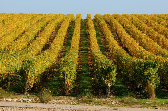 Weingut Domaine des Hauts Baigneux