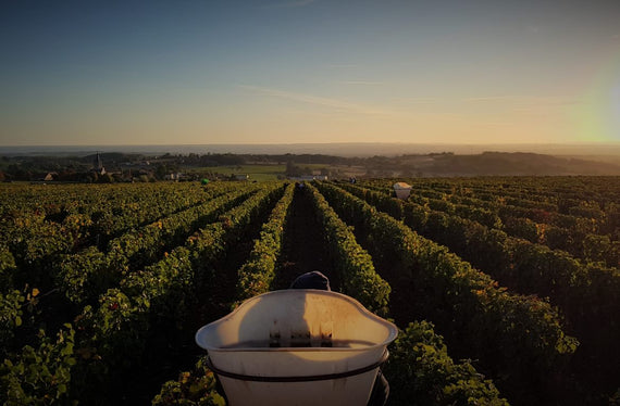 Weingut Domaine des Sardelles