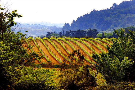 Weingut Domaine du Bosc