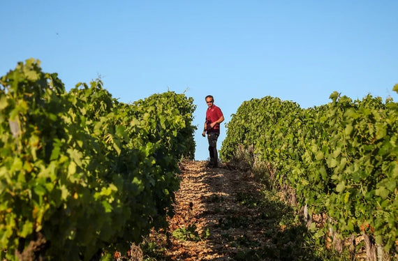 Weingut Domaine du Vigier
