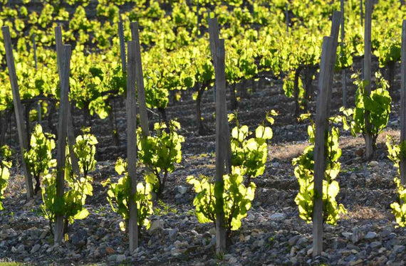 Weingut Espinasse