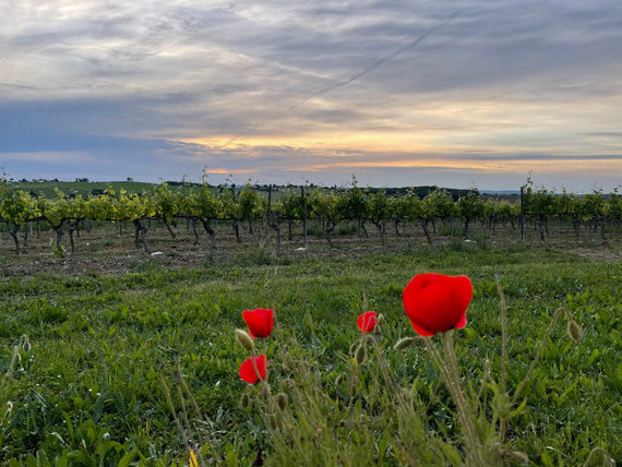 Domaine Grand Chêne