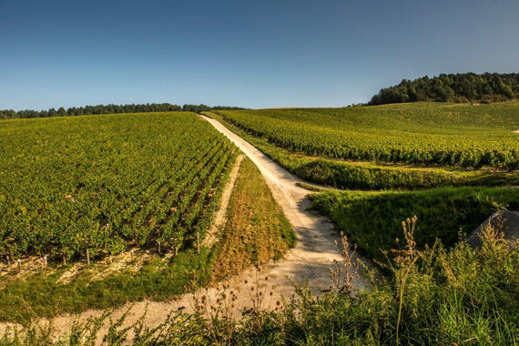 Weingut Jean-Marc Brocard