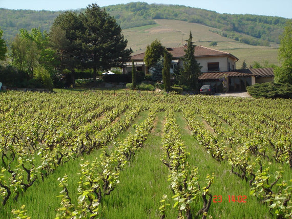 Weingut Joubert