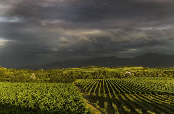 Weingut La Casenove