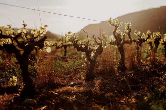 Weingut die Differenz