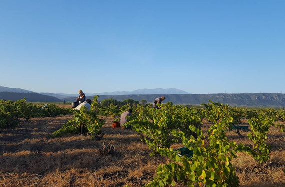 Weingut La Toupie