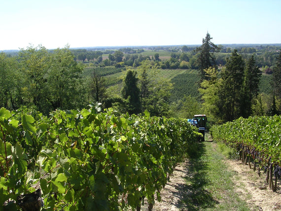 Weingut Louis Chomel