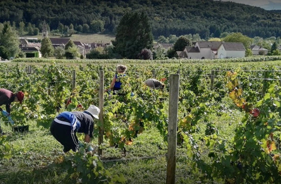 Domaine Marey