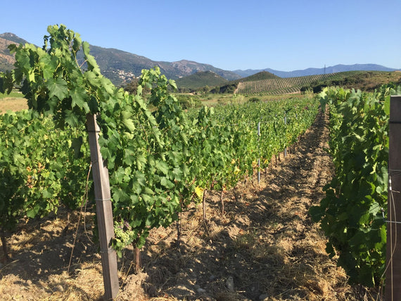 Domaine Mariotti-Bindi