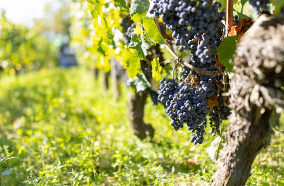 Domaine Mercier Tal