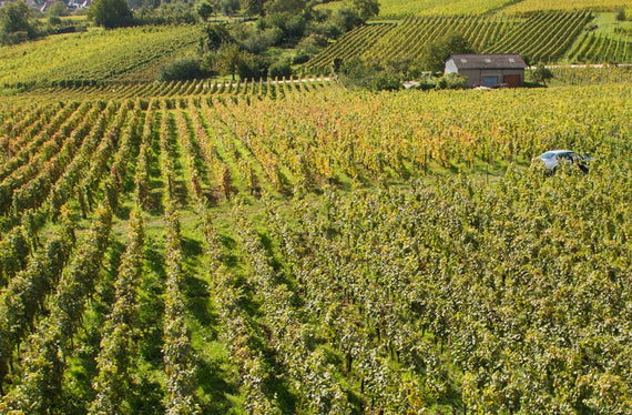 Weingut Neumeyer