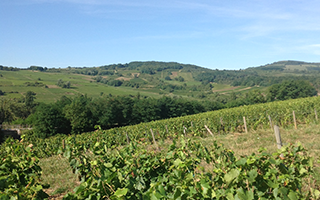 Weingut Nicolas Perrault