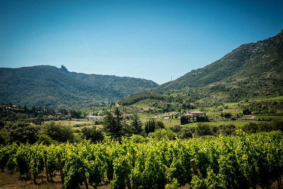 Weingut Peter Sichel