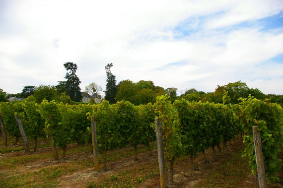Weingut Saint Landor