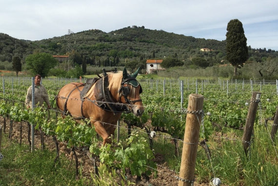 Tenuta Casadei